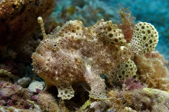 Antennarius maculatus Fish-Rapaud, pescador ou antenas