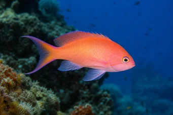 Anthias anthias barbeiro
