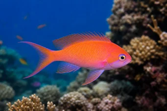 Anthias squamipinnis Barbeiro vermelho