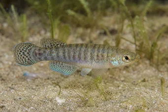 Aphanius dispar Aphanius desaparece