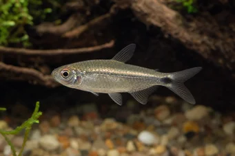 Aphyocharax alburnus Alburnus