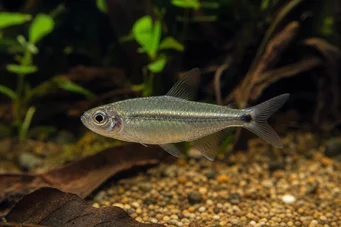 Aphyocharax dentatus Denté Aphyocharax