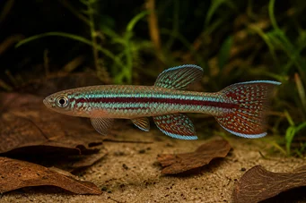 Aphyosemion bitaeniatum Aphyosemion bitaeniatum