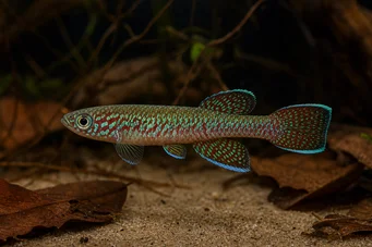 Aphyosemion bualanum Bualanum
