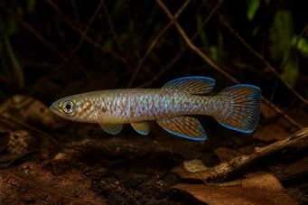 Aphyosemion sjoestedti Aphyo Blue