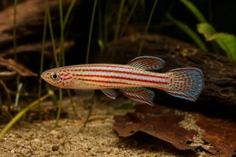 Aphyosemion striatum Aphyo listrado