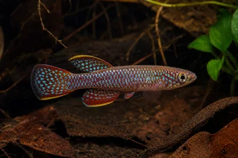 Aphyosemion walkeri Aphyo de Walker