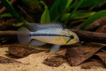 Apistogramma borellii Apistogma Borellii