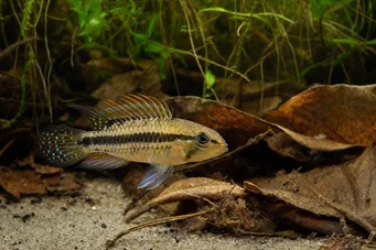 Apistogramma nijsseni NAJSSEN DWARF CICHLID