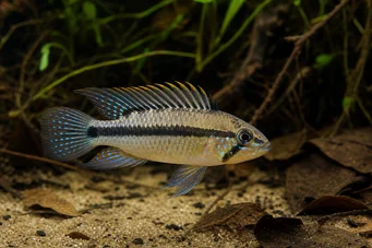 Apistogramma panduro Apistogma Panduro