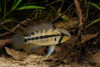 Apistogramma trifasciatum Cichlid de três linhas