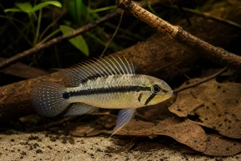 Apistogramma uaupesi Uaupesi apistogramma