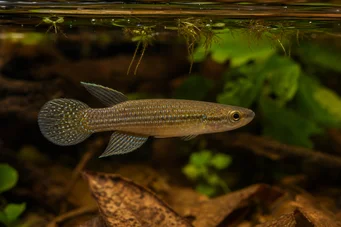 Aplocheilus dayi Panchax verde