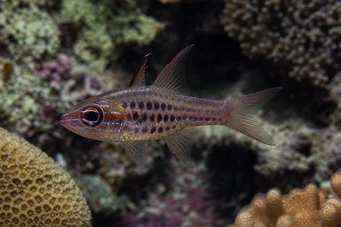 Apogon nematopterus Pijamas Apogon