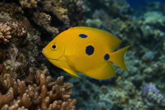Apolemichthys trimaculatus Peixe tritachery