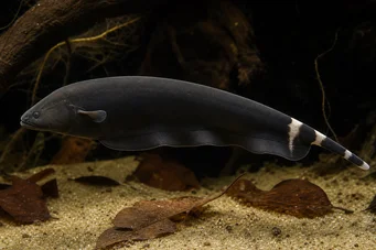 Apteronotus albifrons American Coup Fish - também chamado Black Pha