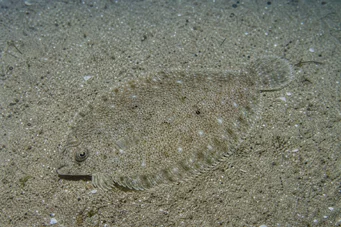 Arnoglossus laterna Falso Limande