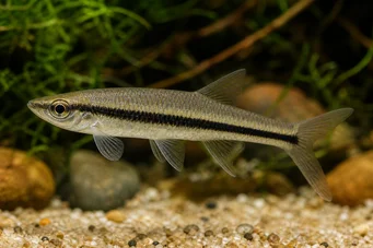 Asiphonichthys condei Tetra de vidro com escalas pequenas