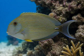 Aspisurus lineatus Cirurgião listrado