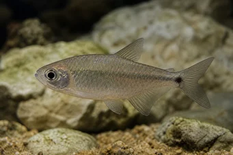Astyanax fasciatus mexicanus Tetra cega