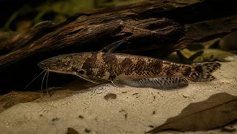 Auchenipterichthys thoracatus Auchenipterichthys Thoracatus