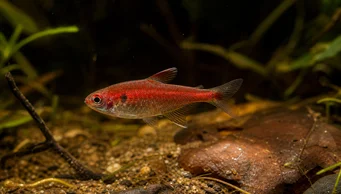 Axelrodia riesei Semolina vermelha Tetra