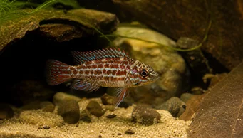 Badis assamensis Peixe de camaleão
