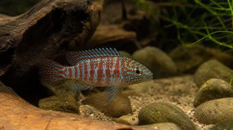 Badis badis Peixe de camaleão