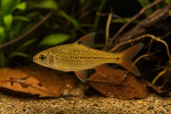 Barbus gelius Barbudo