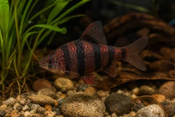 Barbus nigrofasciatus Barbudo