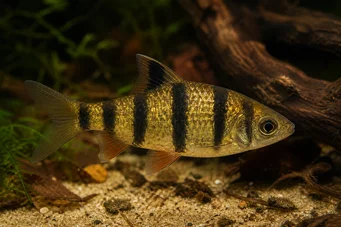 Barbus pentazona johorensis Barbudo de cinco bandas