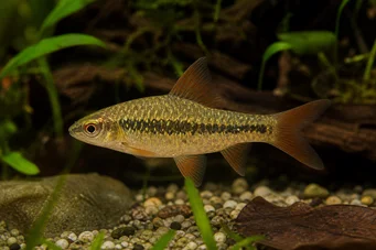Barbus sachsi Barbudo
