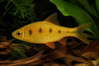 Barbus semifasciolatus Brass barbudo