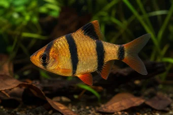 Barbus tetrazona Sumatra barbudo