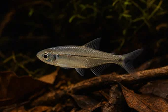 Bathyaethiops breuseghemi Tetra-moon africano