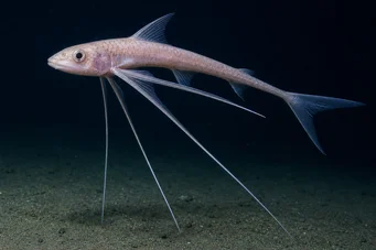 Bathyptérois bigelowis (Peixe trippado)