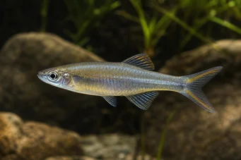 Bedotia geayi Madagascar Rainbow