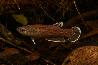 Betta albimarginata Betta albimarginata
