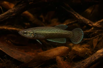 Betta bellica Lutador