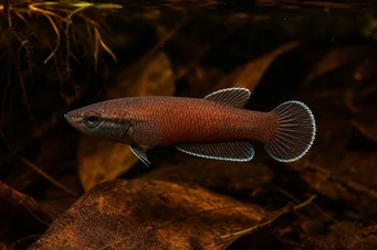 Betta channoides  Lutador de Snakehead (ANG)