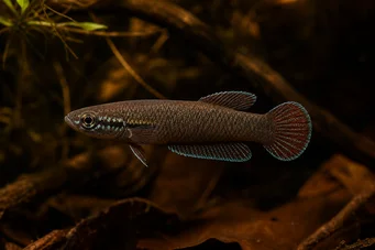 Betta foerschi  Betta Chameleon