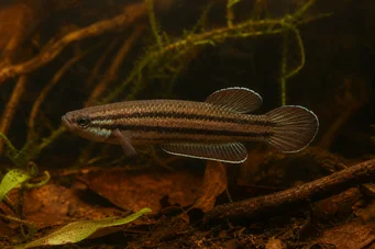 Betta trifasciata Lutador