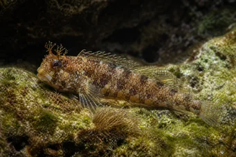 Blennius gattorugine BLENNIE GATORUGINE