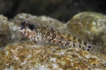 Blennius nigriceps Preto -cabeça