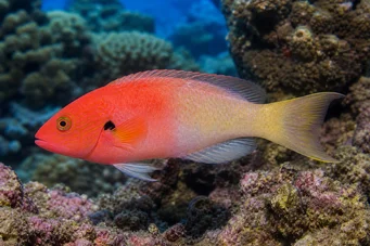 Bodianus axillaris