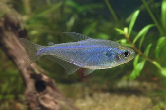 Boehlkea fredcochui Pérou Bleu Tetra