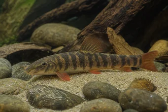 Botia rubripinnis Loche verde