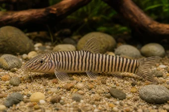 Botia striata Loche estriado