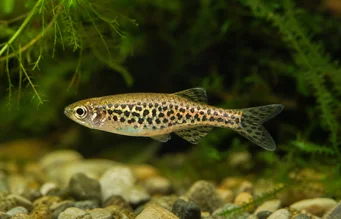 Brachydanio frankei Danio Léopard