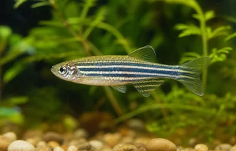 Brachydanio rerio Danio Rériio